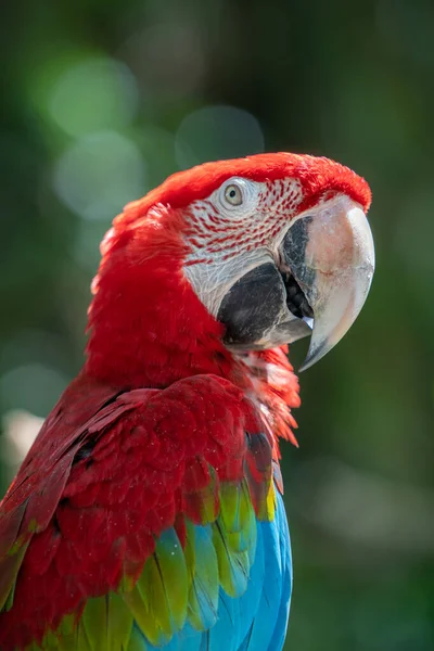 Güzel Bir Papağanın Yanına — Stok fotoğraf
