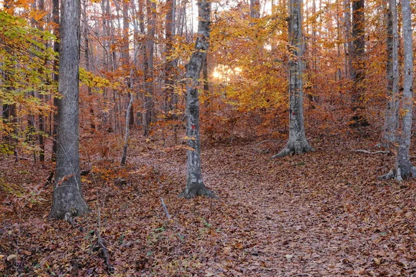 木々や葉のある秋の森 — ストック写真
