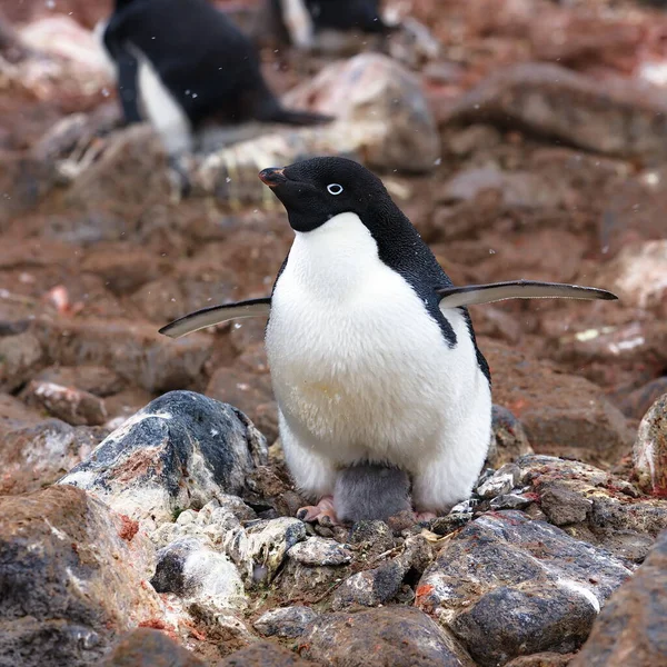 Gentoo Tučňák Moři — Stock fotografie