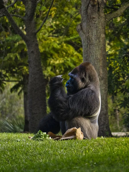 Jeune Gorille Noir Blanc Assis Sur Rocher — Photo
