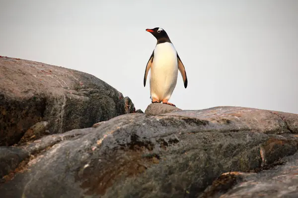 Пінгвін Дженто Морі — стокове фото