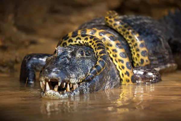 Close Crocodilo — Fotografia de Stock