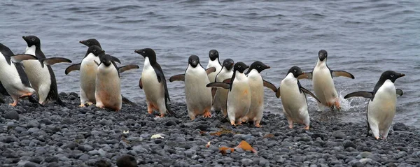 Джентльменский Пингвин Гуляющий Пляжу — стоковое фото