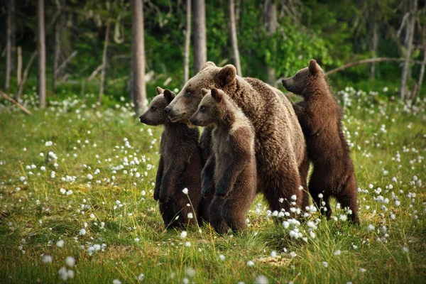 Braunbären Freier Natur — Stockfoto