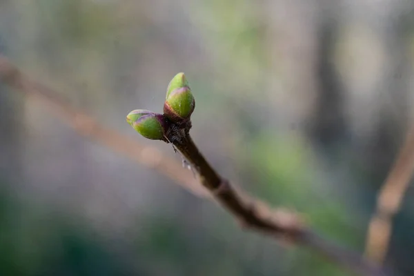 Mooi Botanisch Schot Natuurlijk Behang — Stockfoto