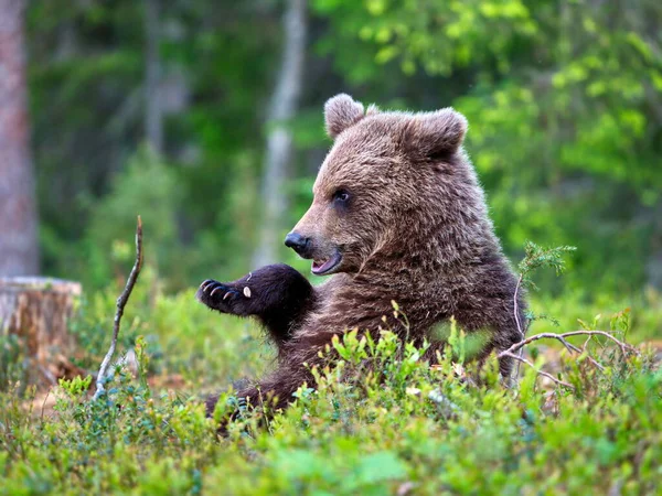 野外的棕熊 — 图库照片