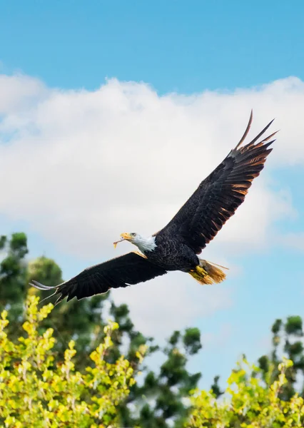 Aquila Calva Che Vola Nel Cielo — Foto Stock