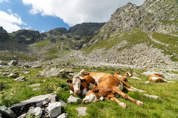 Uma Manada Vacas Pastando Nas Montanhas — Fotografia de Stock