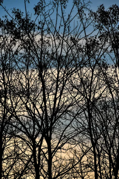 Силуэты Голых Деревьев Голубом Фоне Неба Лесу — стоковое фото
