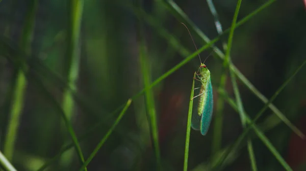 Gros Plan Bug Nature Sauvage — Photo