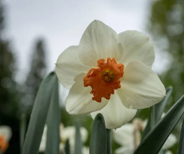 Vackra Färgglada Påsklilja Blommor Med Vacker Bakgrund Vårdag — Stockfoto