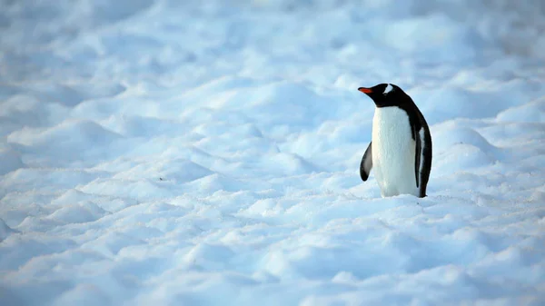 Pingüino Gentoo Nieve — Foto de Stock