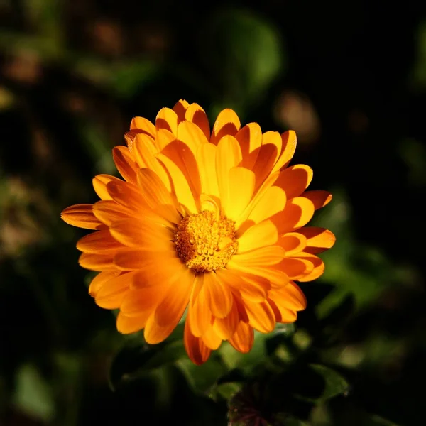 Belle Fleur Jaune Dans Jardin — Photo