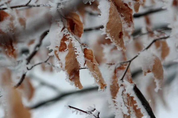 Eingefrorene Äste Eines Baumes Wald — Stockfoto
