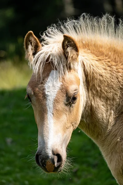 Detailní Záběr Hnědého Koně — Stock fotografie