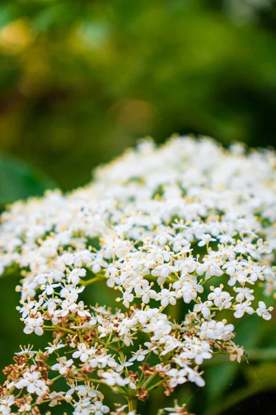 Witte Bloemen Tuin — Stockfoto
