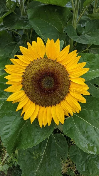 Zonnebloem Het Veld — Stockfoto