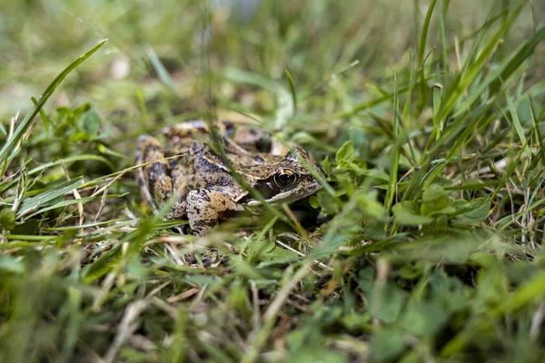 Grenouille Dans Herbe — Photo