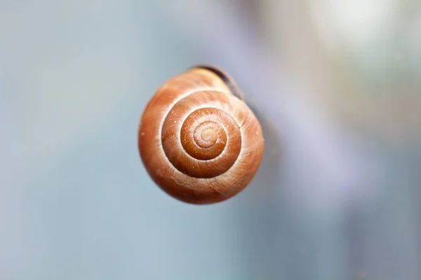 Caracol Sobre Fundo Branco — Fotografia de Stock