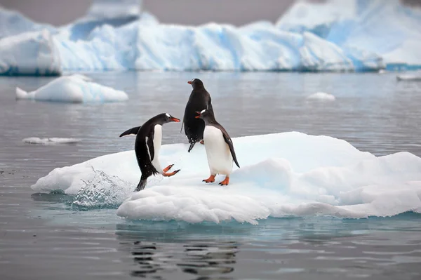 Gruppo Pinguini Nella Neve — Foto Stock