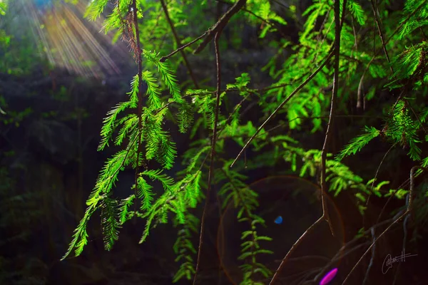 Pakis Hijau Hutan — Stok Foto