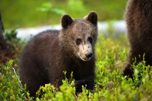 Ursos Castanhos Prado Floresta — Fotografia de Stock