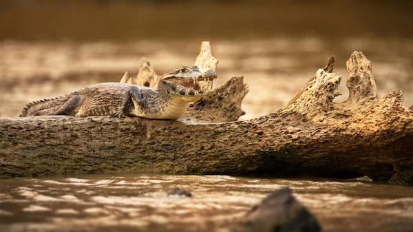 Closeup Shot Beautiful Dragon Beach — Stock Photo, Image