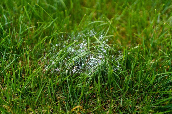 Erba Verde Con Gocce Rugiada — Foto Stock