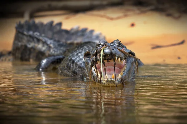 Krokodil Vízben — Stock Fotó