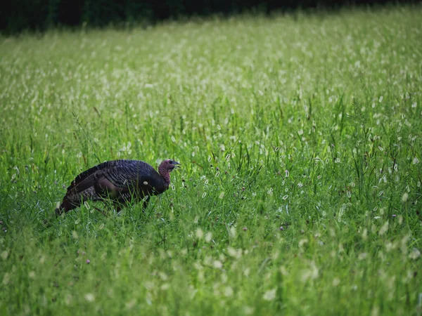 Oiseau Dans Herbe — Photo