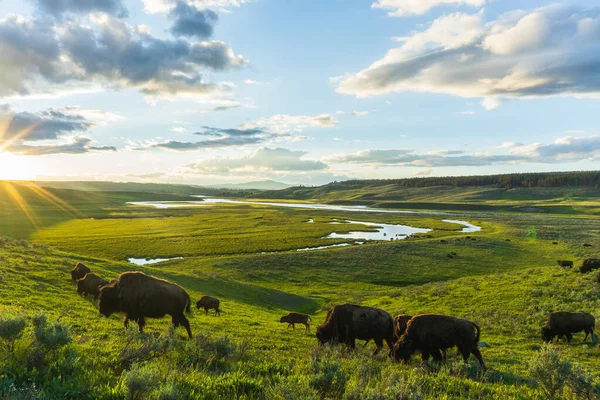 Cows Grazing Meadow — Stock Photo, Image