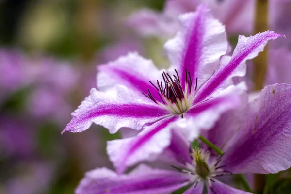 Belle Fleur Violette Dans Jardin — Photo