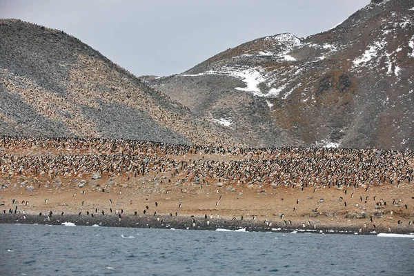 Flock Måsar Stranden — Stockfoto