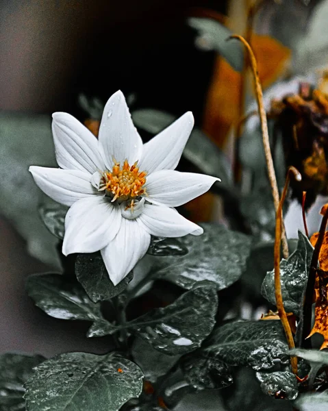 Güzel Botanik Fotoğrafı Doğal Duvar Kağıdı — Stok fotoğraf