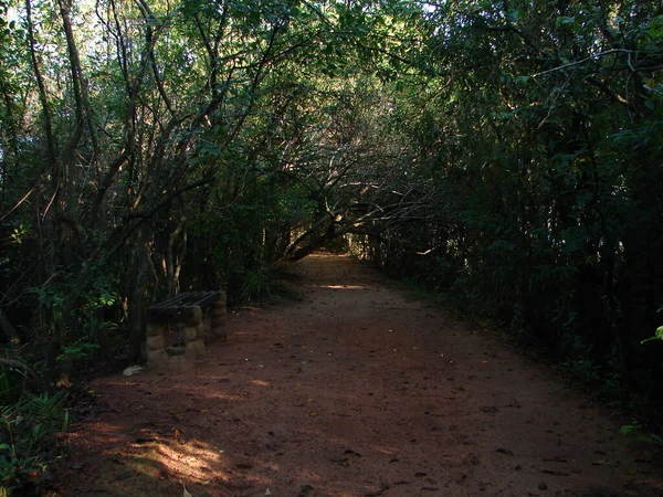 Straße Wald — Stockfoto