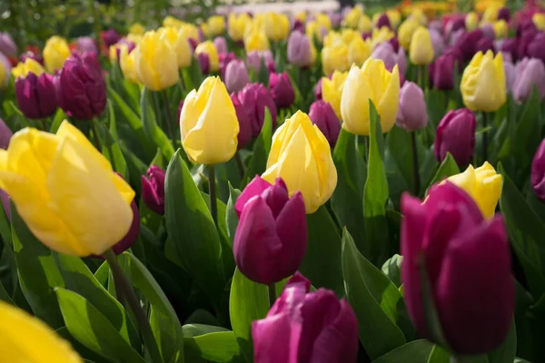 Fleurs Tulipes Jaunes Roses Dans Jardin Avec Fontaine Lisse Pays — Photo