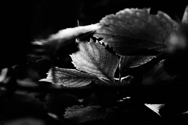 Foto Blanco Negro Unas Hermosas Hojas Otoño —  Fotos de Stock