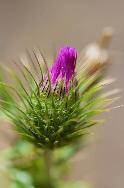 Gros Plan Une Fleur — Photo