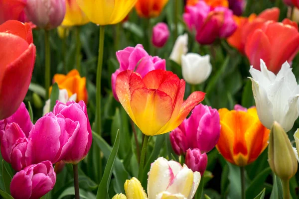 Beautiful Colourful Tulip Flowers Beautiful Background Spring Day — Stock Photo, Image