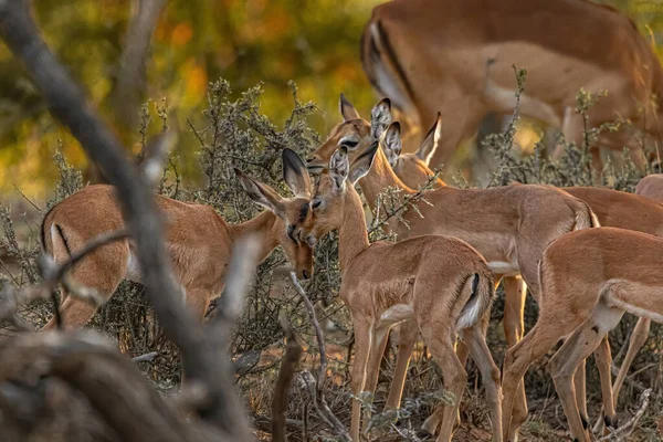 Grupo Ciervos Barbecho Bosque — Foto de Stock