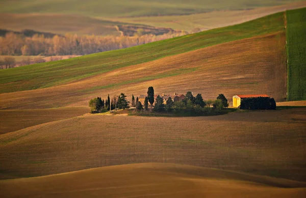 Красивий Краєвид Полем Пшениці Зеленою Травою — стокове фото