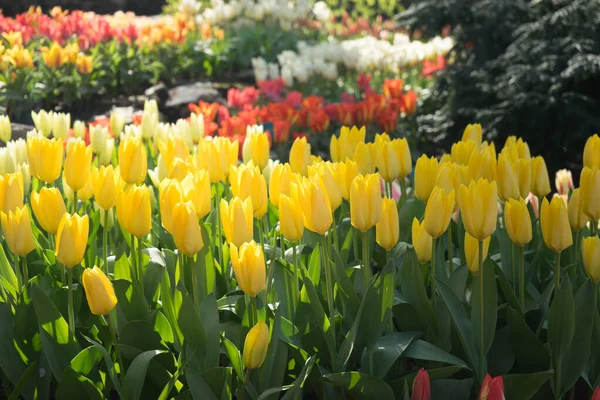 Sárga Színű Tulipán Virágok Egy Kertben Szökőkúttal Lisse Hollandia Európa — Stock Fotó