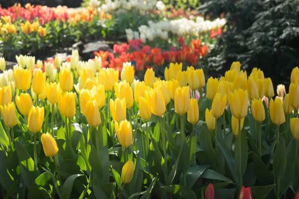 明るい夏の日に オランダのリスス ヨーロッパの噴水のある庭の黄色のチューリップの花 — ストック写真