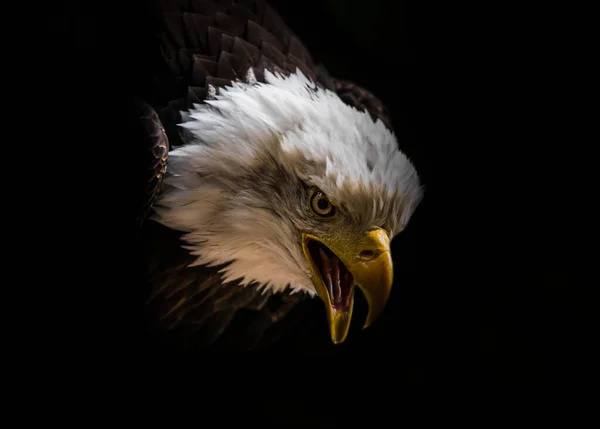 Kel Kartal Falcrony Fauna Kuş Yakın Telif Uzayı Baş Tüyleri — Stok fotoğraf