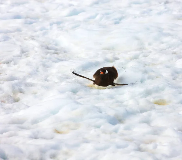 Pequeno Pinguim Bonito Neve — Fotografia de Stock