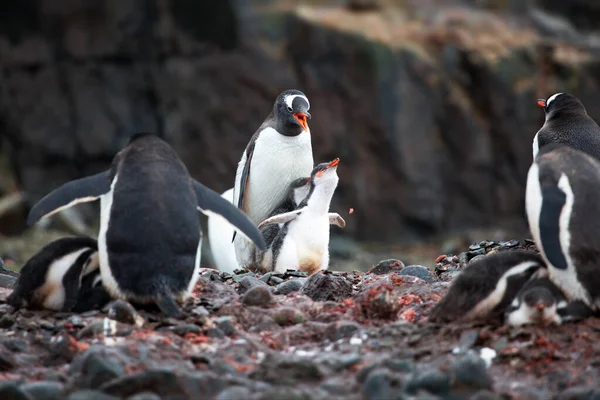 Gentoo Pingvin Tengerben — Stock Fotó