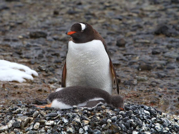 海の中のペンギン — ストック写真