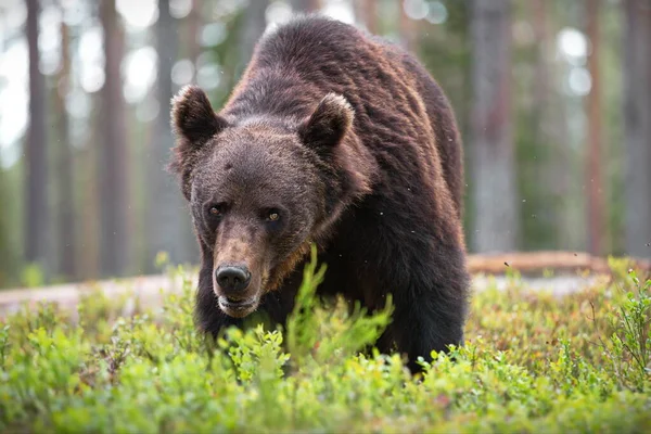 Brunbjörnar Den Vilda Naturen — Stockfoto