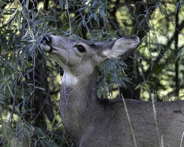 Een Close Shot Van Een Hert Een Dierentuin — Stockfoto