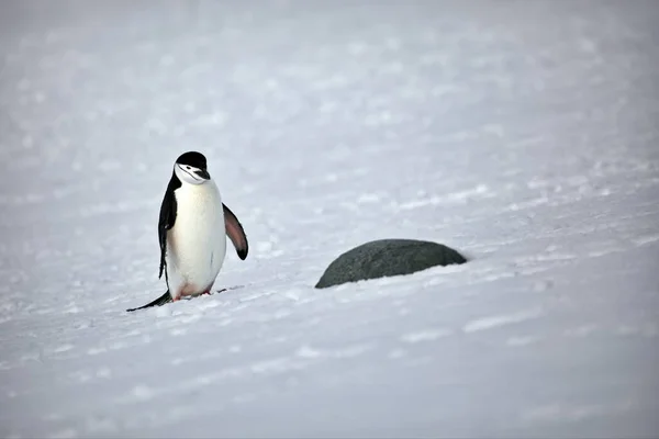 Pingwin Gentoo Plaży — Zdjęcie stockowe